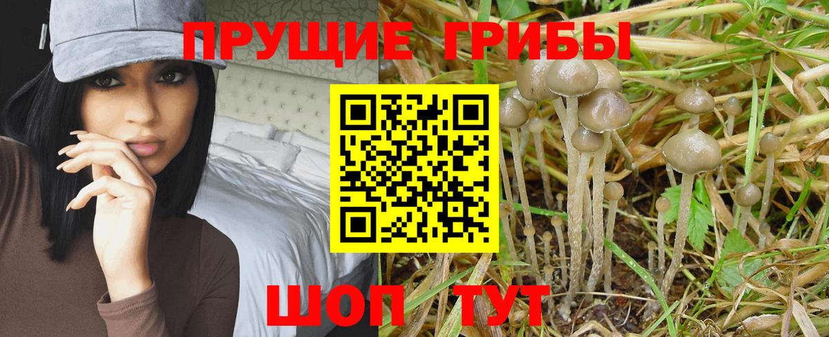 Галлюциногенные грибы Cubensis  Псилоцибиновые грибы Cubensis  Вход с VPN  Петрозаводск 